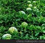 山东西瓜/西瓜网/西瓜价格/山东西瓜价格