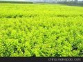 供应冬青小叶黄杨朝鲜黄杨北海道黄杨