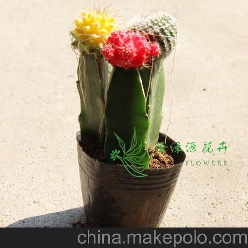 批發(fā)室內(nèi)植物防輻射凈化空氣小盆栽仙人球(A90) 彩虹球組合圖片