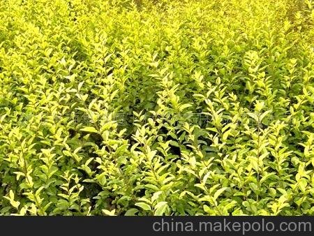 供苗木-小葉女貞，金葉女貞，紫葉小檗，紅瑞木，月季圖片