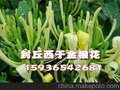 良种金银花   封丘金银花  河南金银花  西于金银花合作社