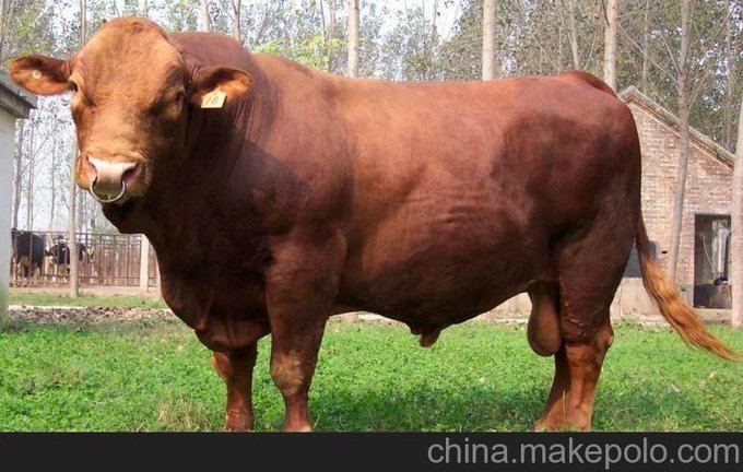 供應(yīng)肉用牛肉牛西門塔爾牛圖片