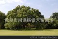 香樟树 各种绿化树苗 欢迎洽谈（图）