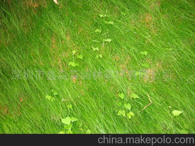 供應(yīng)生態(tài)草坪草種子-紫羊茅、藍羊茅、高羊茅(圖)圖片