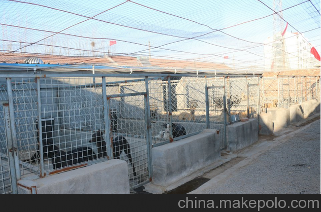 格力犬,格惠犬，惠比特犬，鳳城市格力犬價(jià)格圖片