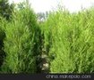 蜀桧价格蜀桧产地价格