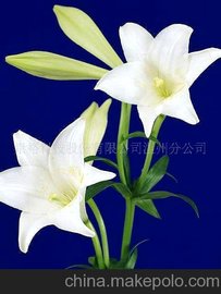 (zhun)I(y)a(chn)ζīζˮ鄩īī