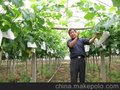 供应久鼎UDIN3.0mm厂家直供固定葡萄架用塑钢线