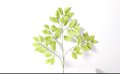 仿真植物 仿真植物厂家 室内外仿真植物 物美价廉仿真植物