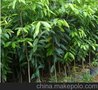 广东供应15cm大量供应优质沉香苗