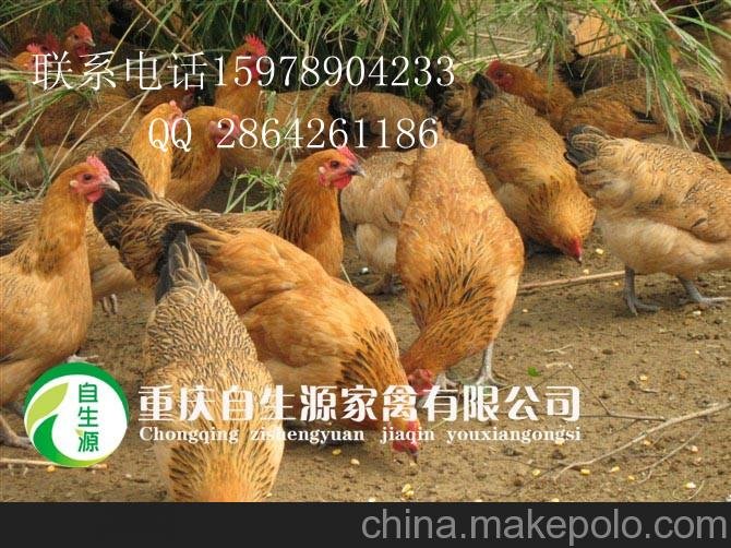 合川土雞,雞苗,土雞苗,固始雞,瑤雞,草雞苗,柴雞苗圖片