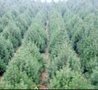 山西白皮松.油松基地
