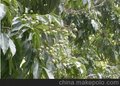 无患子种植厂家