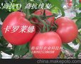 供应格瑞特 卡罗莱娜-高抗TY抗线虫番茄 种子