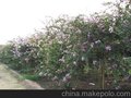 供应苏州绿化苗木报价 苏州绿化苗木公司