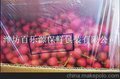 供应佰乐原山楂专用保鲜袋山楂专用物理活性保鲜袋