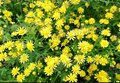 野菊花种子