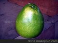出口级早熟蜜柚