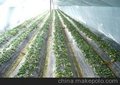 山东智能温室大棚 智能温室大棚价格 智能温室大棚
