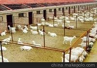 牧勝供應(yīng)改良波爾山羊肉羊羔圖片