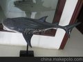 神洲模型鱼类模型水生物模型无锡神洲专业