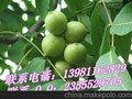 供应优质核桃苗 香椿 8518 香玲