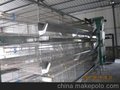 全自动化鸡笼，蛋鸡笼兼育雏笼，厂家直销