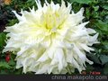 花卉 花卉图片 大丽花 甘肃大丽花 白色系精品 大丽花小苗