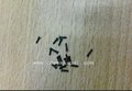iphone5螺丝批发零售，东莞佳珑五金