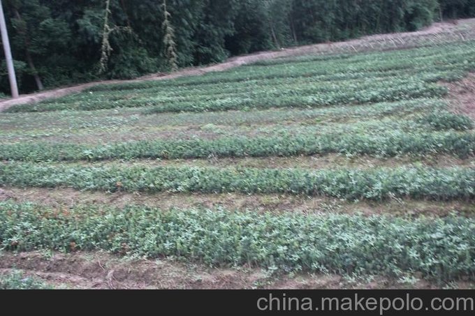 曼地亞小苗/曼地亞紅豆杉/南方紅豆杉小苗/曼地亞紅豆杉小苗圖片