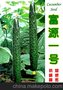 寿光黄瓜种子