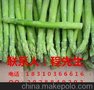 供应荷兰 芦笋种子-杰立姆《荷兰》