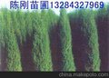 全国北京桧柏最新报价