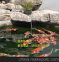 供应锦鲤鱼池净化过滤设备技术