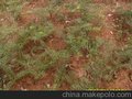 供应香榧 香榧苗