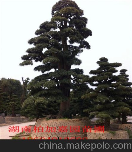 供應(yīng)綠化苗木圖片