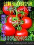 供应温室种植以色列大红西红柿生产基地