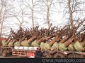 古枣树,沧州古枣树,山东古枣树--泊头汇通苗木合作社