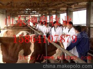 供應(yīng)山東一級肉牛肉羊種畜繁殖基地圖片
