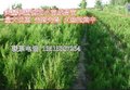 供应精品推荐侧柏]价格.图片.种子