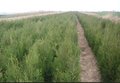 侧柏苗价格，侧柏种子批发 山西侧柏 带土球侧柏