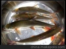鱘魚(yú)飼料、細(xì)鱗魚(yú)飼料粘合劑：預(yù)糊化淀粉（a－淀粉）圖片