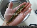 优质大口鲶鱼苗