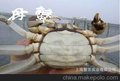 陽澄湖大閘蟹 母蟹5.0兩每只