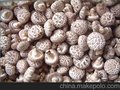 供应金凯香菇干烘干机