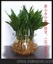 xb萧山展台布置盆景摆放出租