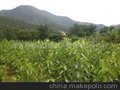 供应批发 樱桃树 樱桃树苗(图)