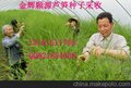 供应金辉颗源芦笋种子国产芦笋种子芦笋图
