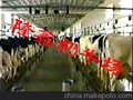 益阳FAG轴承米思米原厂进口轴承专卖FAG进口轴承