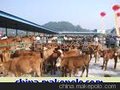 育肥肉牛、夏洛莱牛、西门塔尔牛、鲁西黄牛(图)